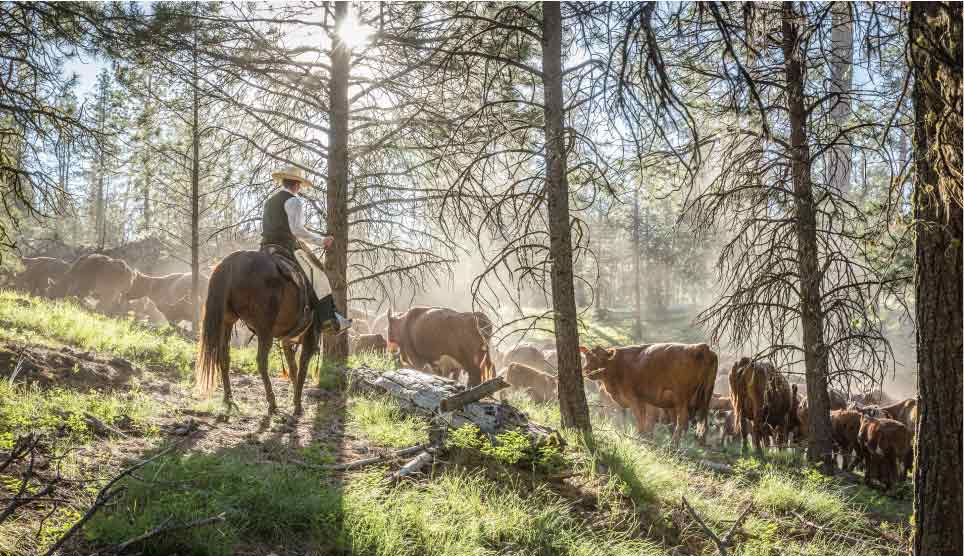 Cattle Round-Up