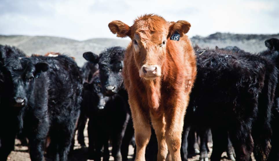 Feeding the Cows