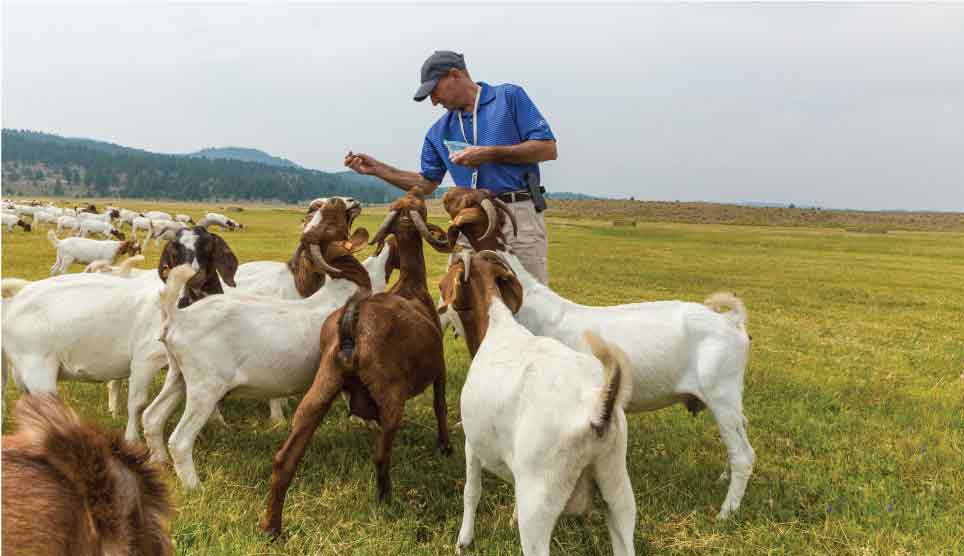 Goat Herding