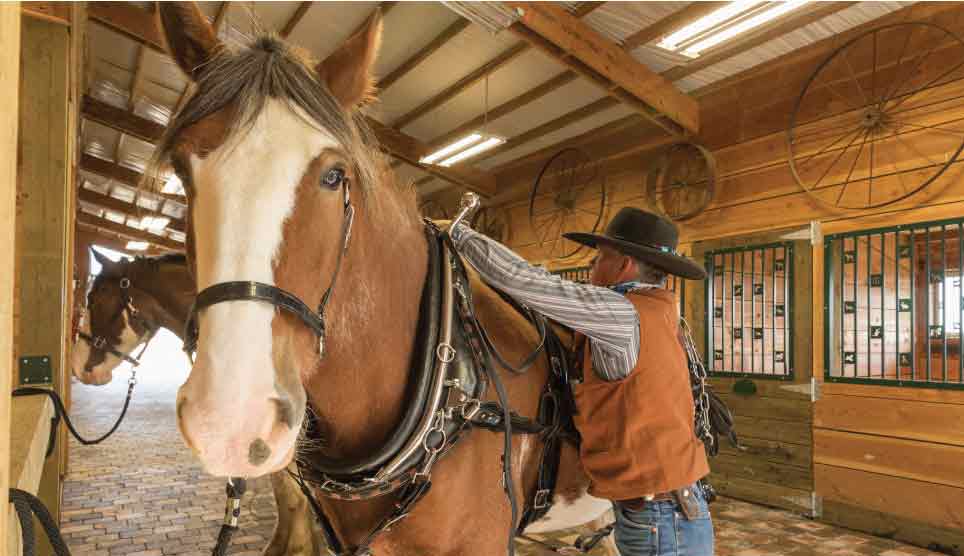 Horseback Riding