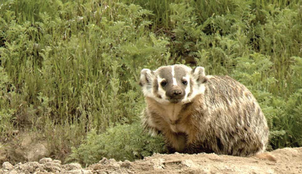 American Badger