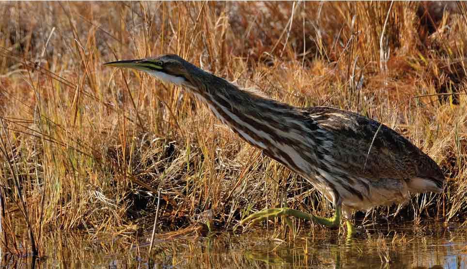 American Bittern