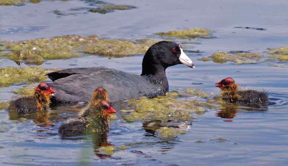 American Coot