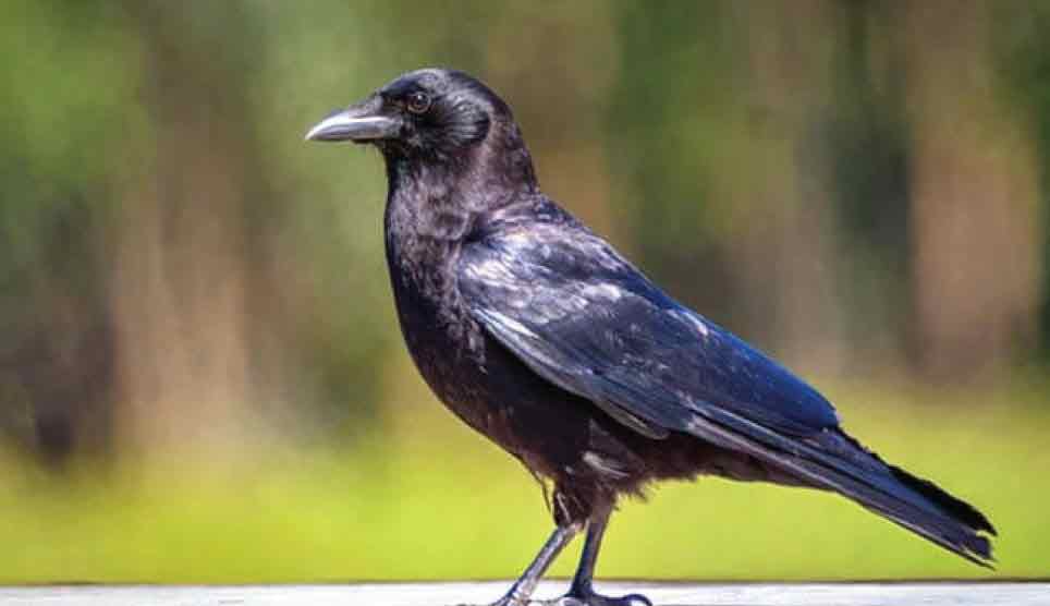 American Crow