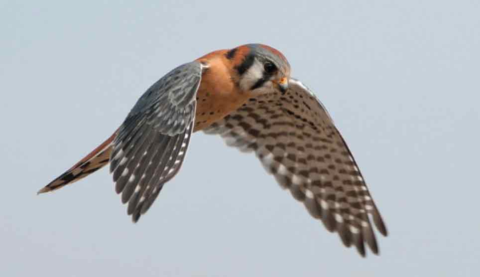 American Kestrel