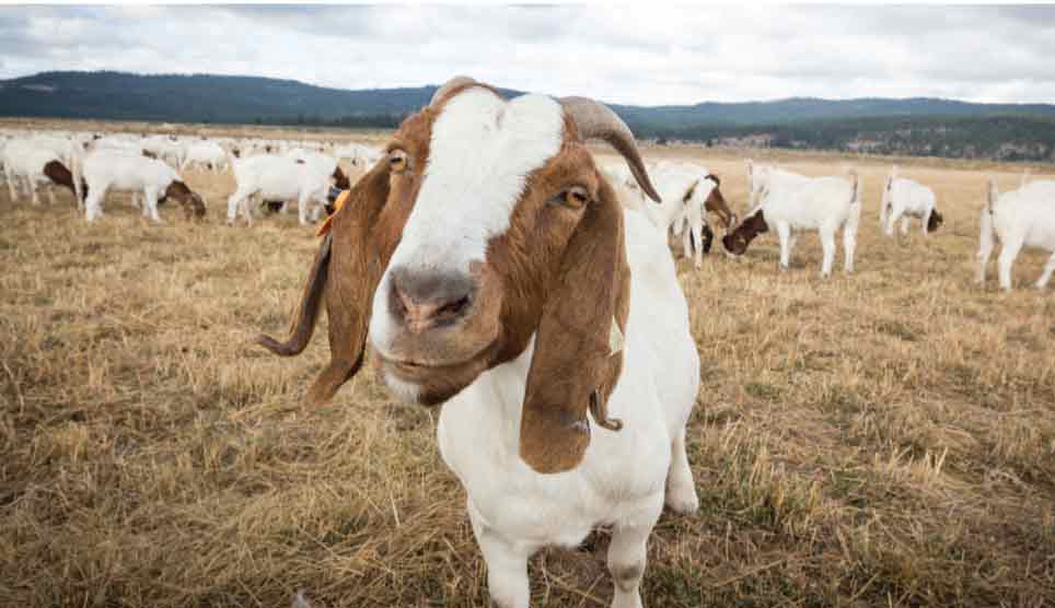 American Range Goat