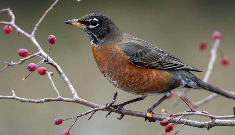 American Robin