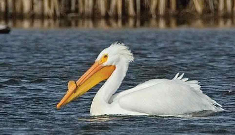 American White Pelican