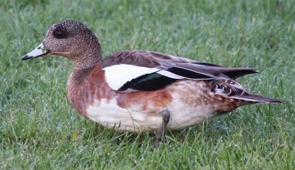 American Wigeon