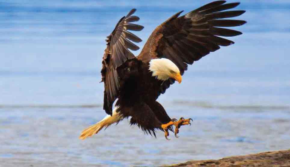 Bald Eagle