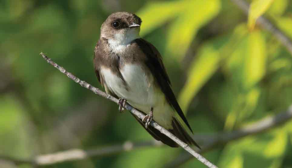 Bank Swallow