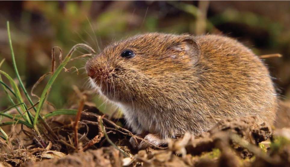 Bank Vole