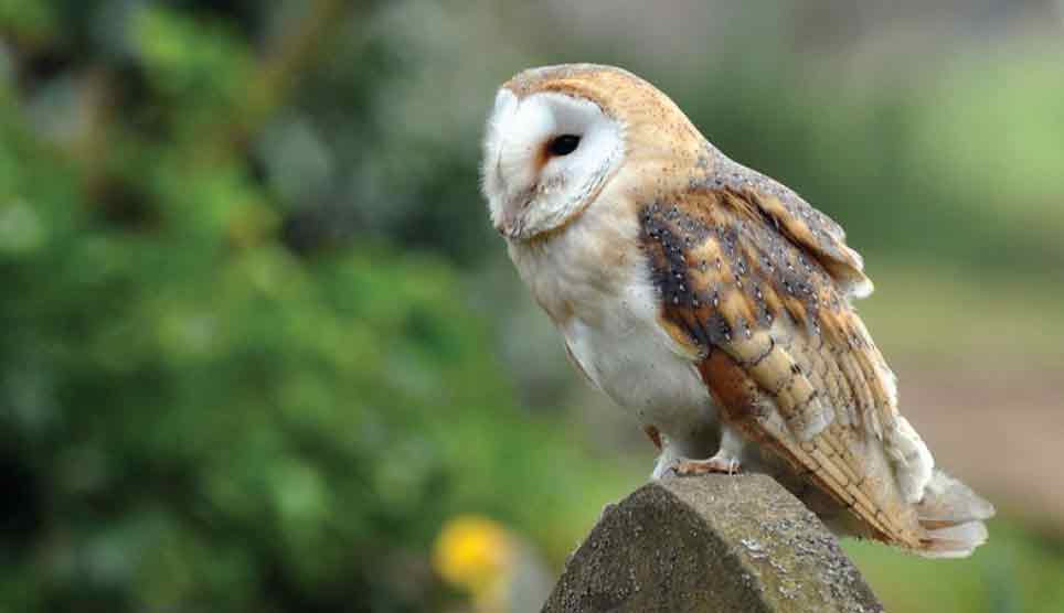 Barn Owl