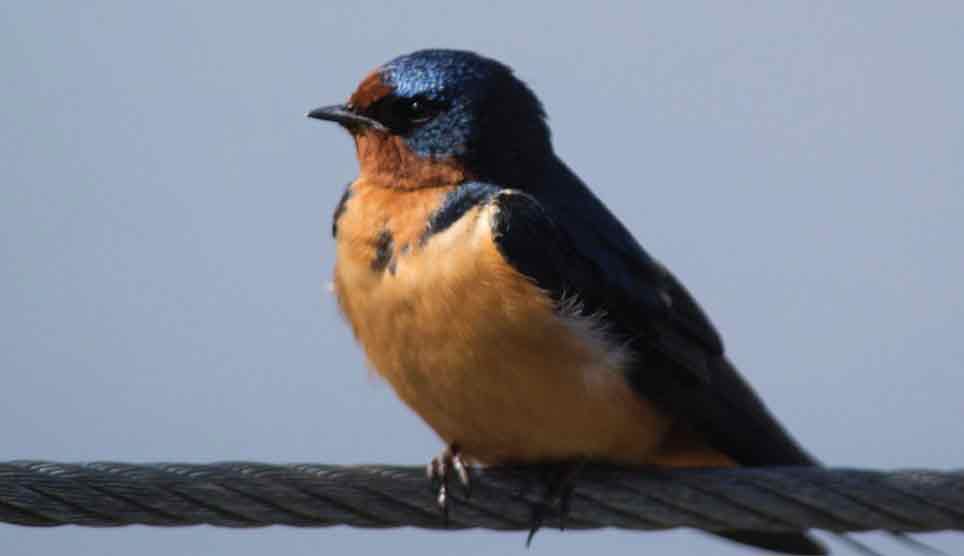 Barn Swallow