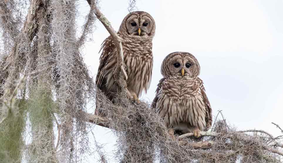 Barred Owl