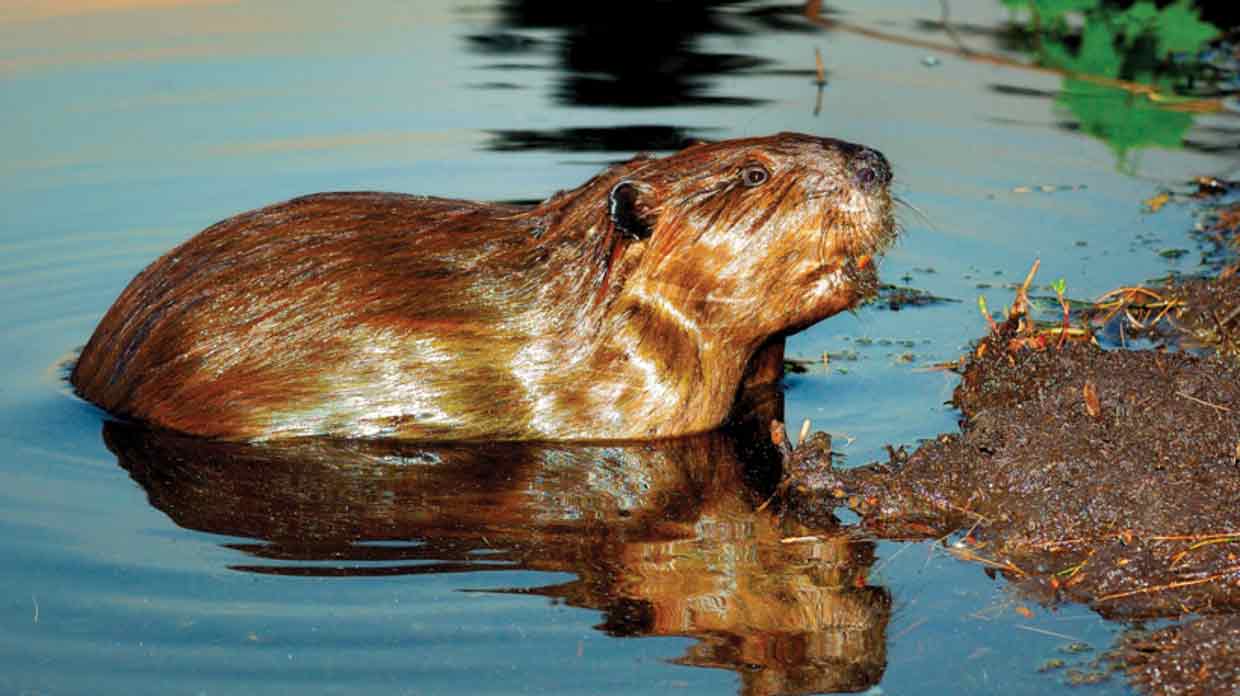 American Beaver