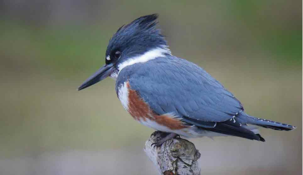 Belted Kingfisher