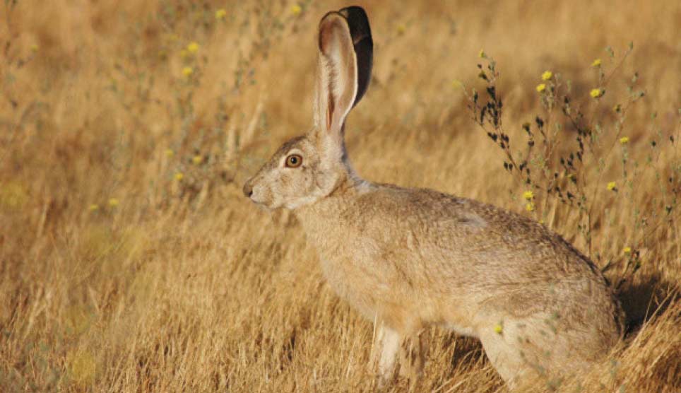 Black-tailed Jack Rabbit