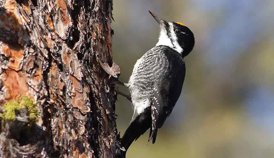 Black-Backed Woodpecker