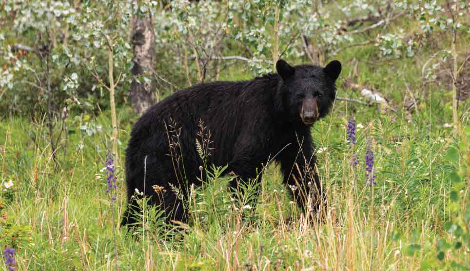 Black Bear