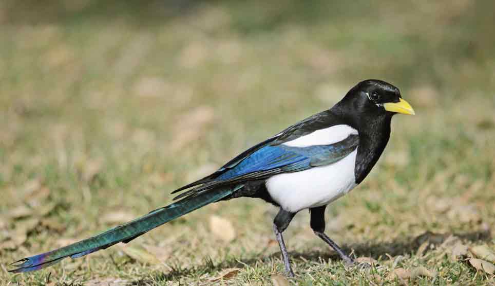 Black-Billed Magpie