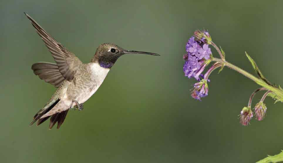 Black-Chinned Hummingbird