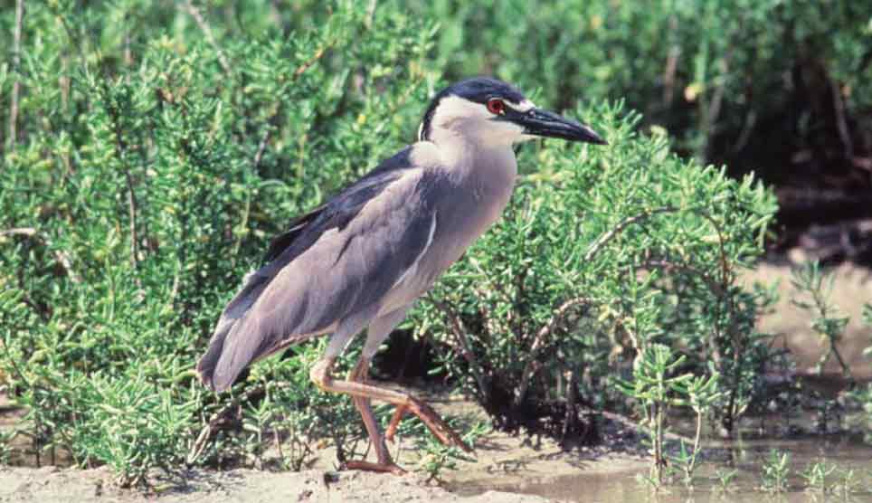 Black-Crowned Night Heron