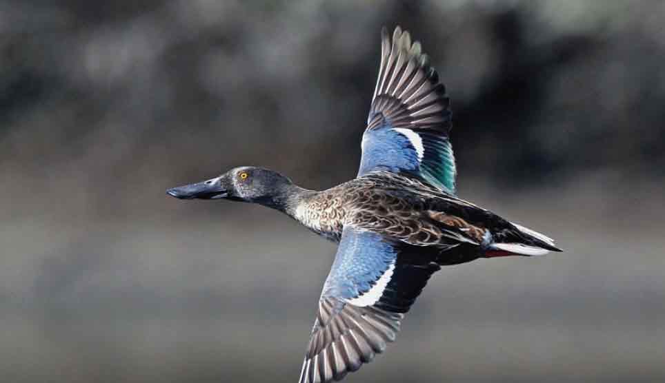 Blue-Winged Teal