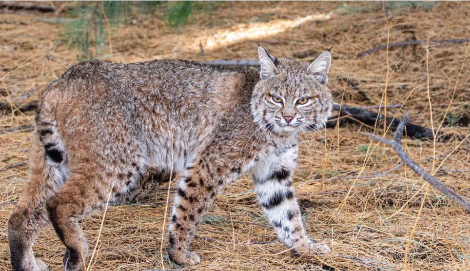 Bobcat