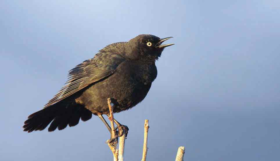 Brewer's Blackbird