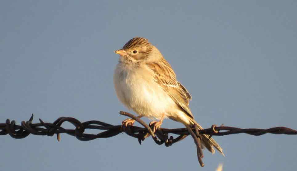 Brewer's Sparrow