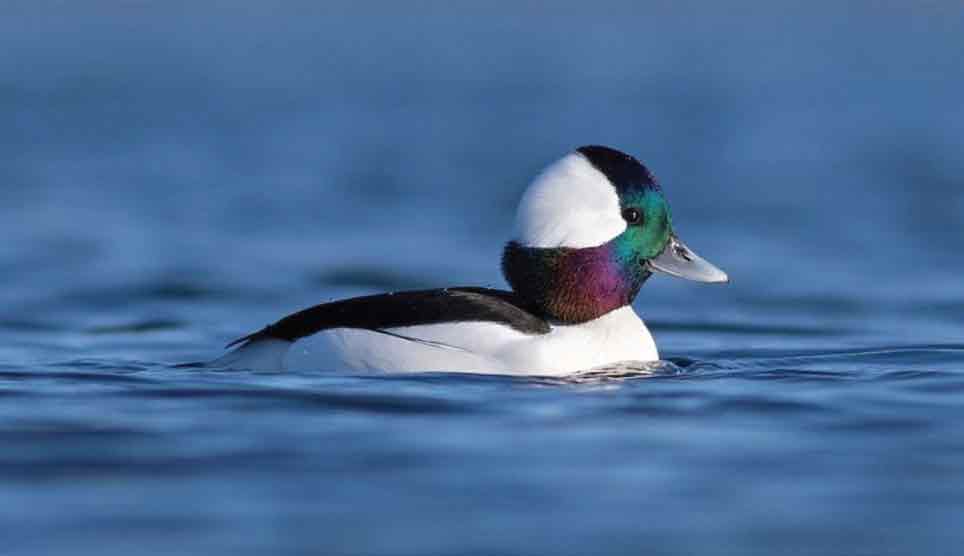 Bufflehead