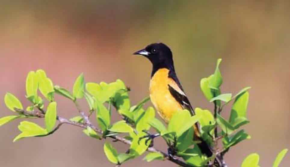 Bullock's Oriole