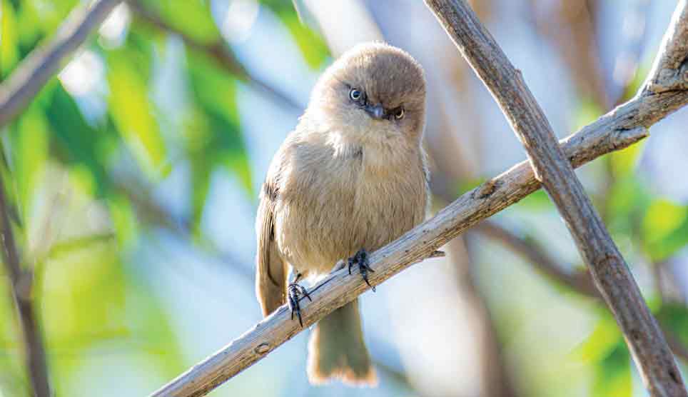 Bushtit