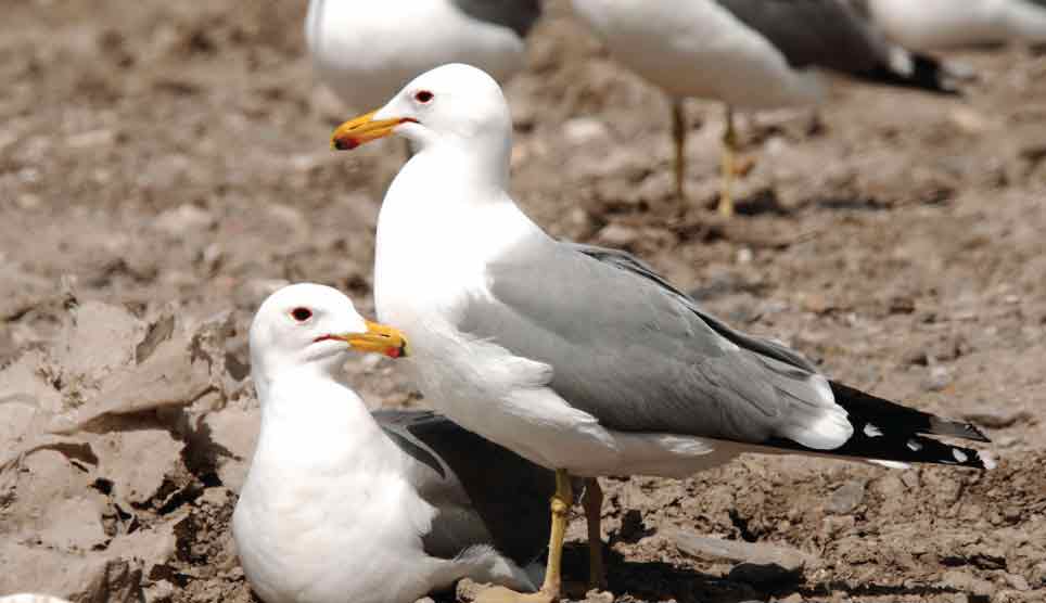 California Gull