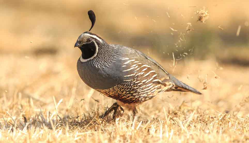 California Quail