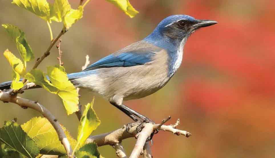 California Scrub Jay