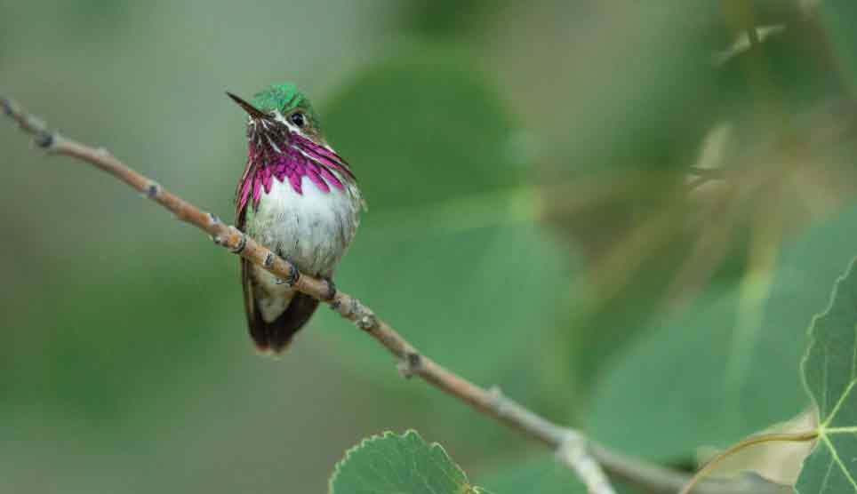 Calliope Hummingbird