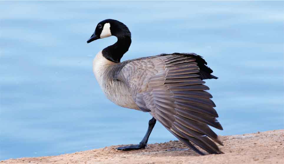 Canada Goose