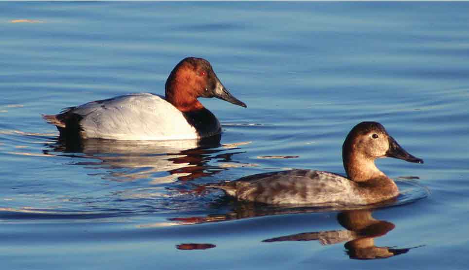 Canvasback