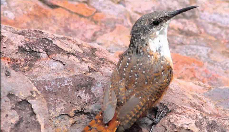 Canyon Wren