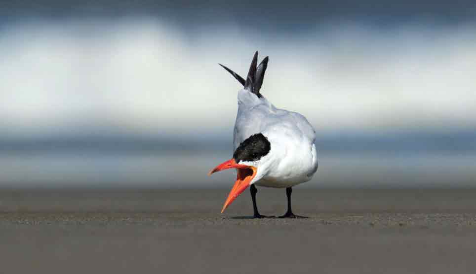 Caspian Tern