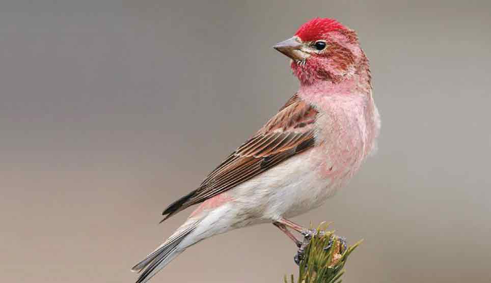 Cassin's Finch