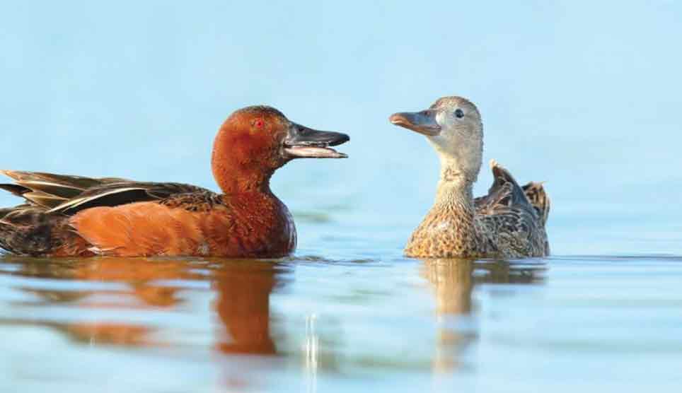 Cinnamon Teal