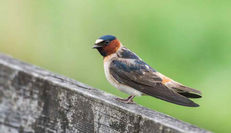 Cliff Swallow