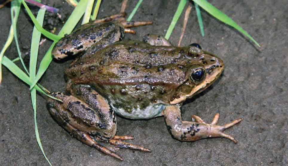 Columbia Spotted Frog