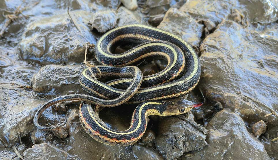 Common Garter Snake