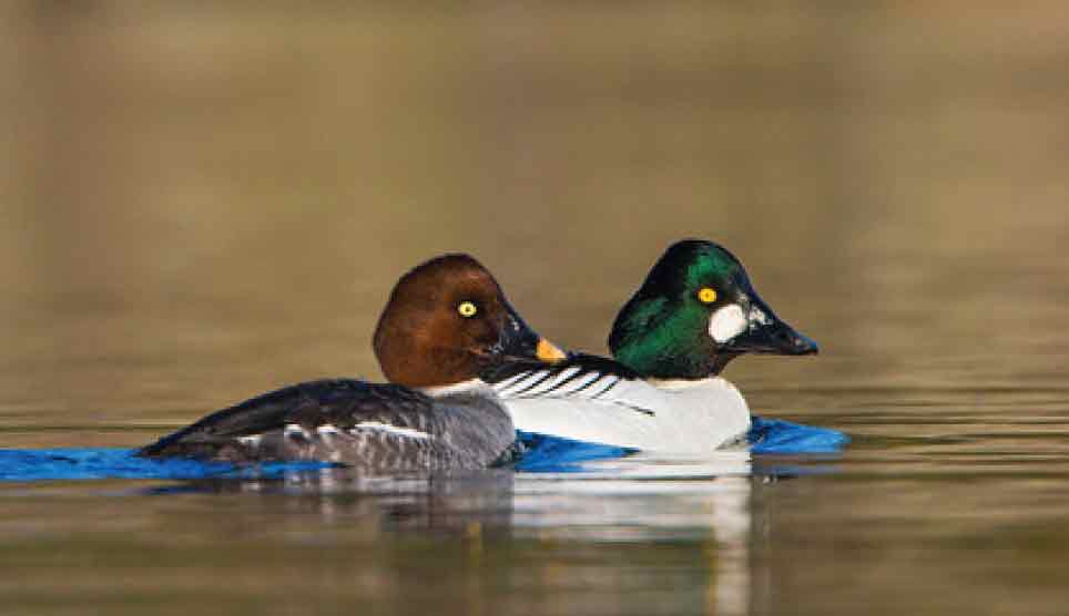 Common Goldeneye