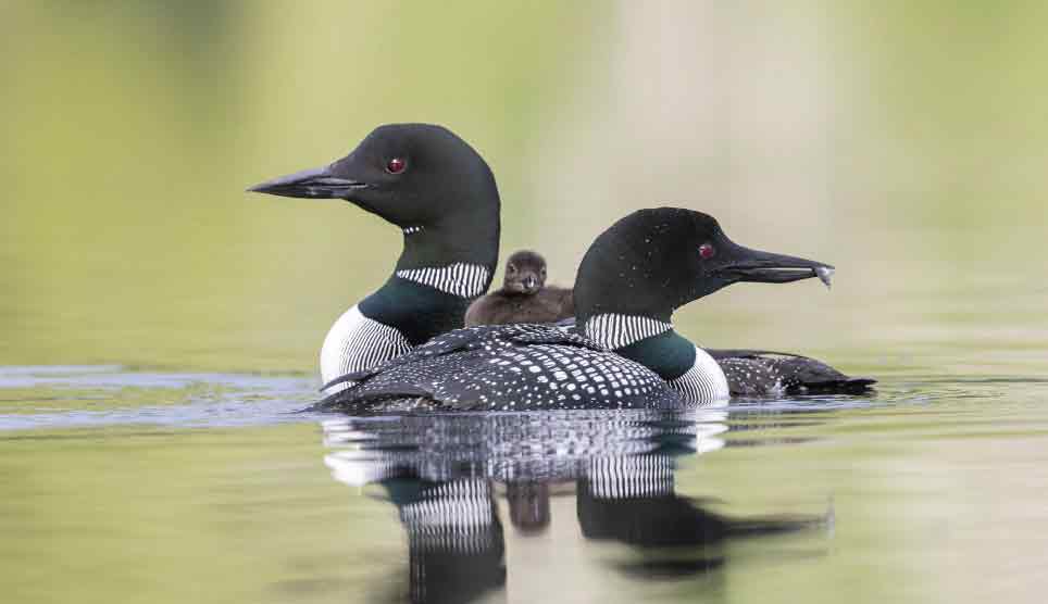 Common Loon