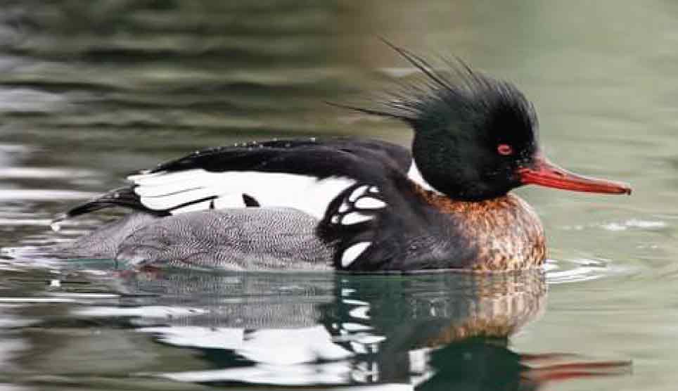 Common Merganser